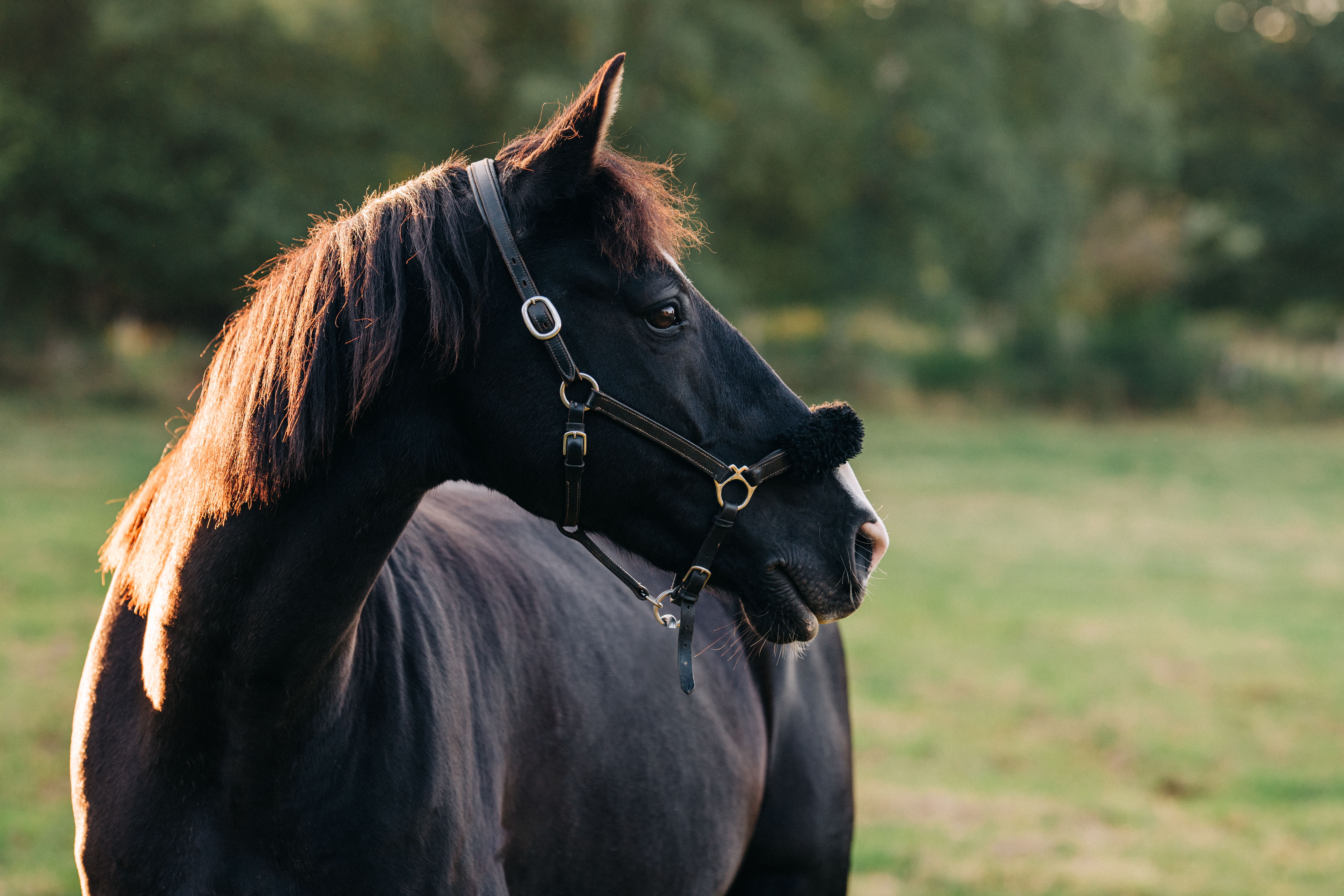 Séance photo de Tania et son cheval Cristal en Auvergne